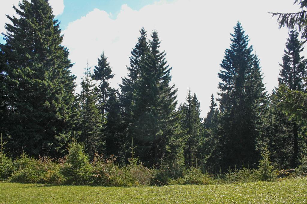 Apartments Rogla Зрече Экстерьер фото